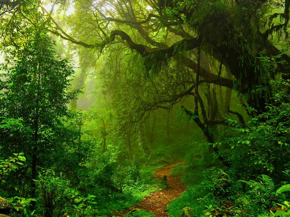 Savino_Nature